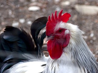 tête d'un superbe coq blanc avec une belle crête rouge et son œil nous regardant dans une petite...