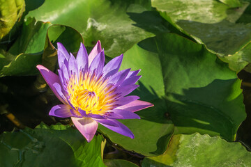Purple lotus flower (water lily) growth in pond