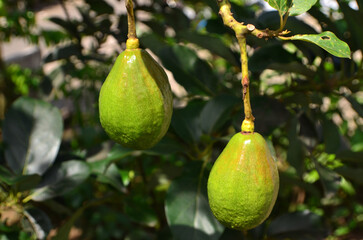 The green Persea americana fruit or Avocado has a shiny skin with bright colored spots on the branches