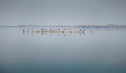 Parc de la Camargue, &eacute;tang de Vaccar&egrave;s, cormorans aux repos 
