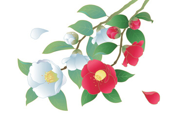 縁起物、紅白の椿のイラスト素材