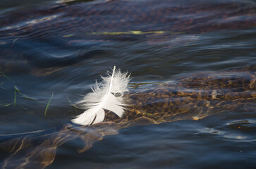 Feather of mute swan Cygnus olor and Eurasian carps Cyprinus carpio. Lake Yamanako. Yamanakako. Yamanashi Prefecture. Honshu. Japan.