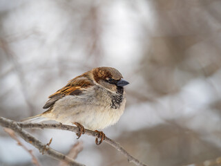 Sparrow sits on a branch without leaves.