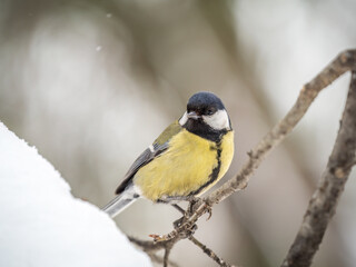 Obraz premium Cute bird Great tit, songbird sitting on a branch without leaves in the autumn or winter.