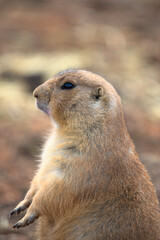Chiens de prairie (Cynomys)