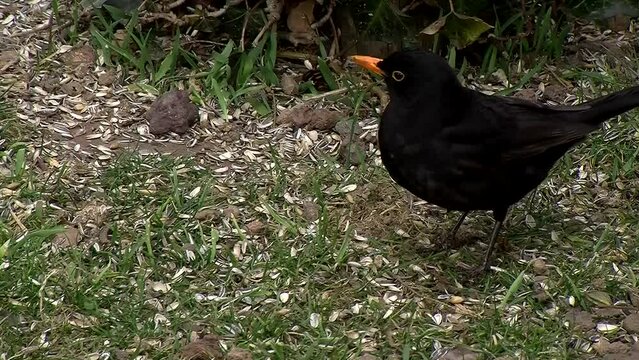 Ein Amselm&auml;nnchen l&auml;uft durch das Bild