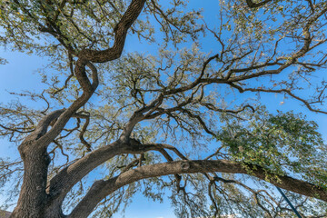 Looking up at the leaves of a tree against clear blue sky on a sunny day