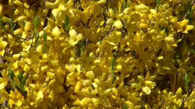 &Uuml;ppige Forsythienbl&uuml;te im Fr&uuml;hling