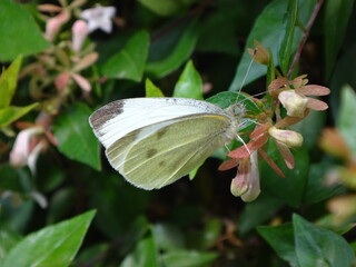 Female small white (Pieris rapae) butterfly on green shrub