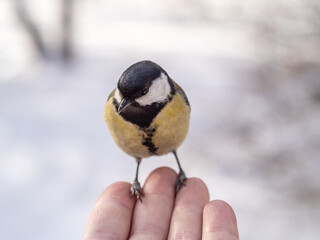 A tit sits on a man's hand and eats seeds.