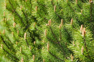 Closeup photo of green needle pine tree