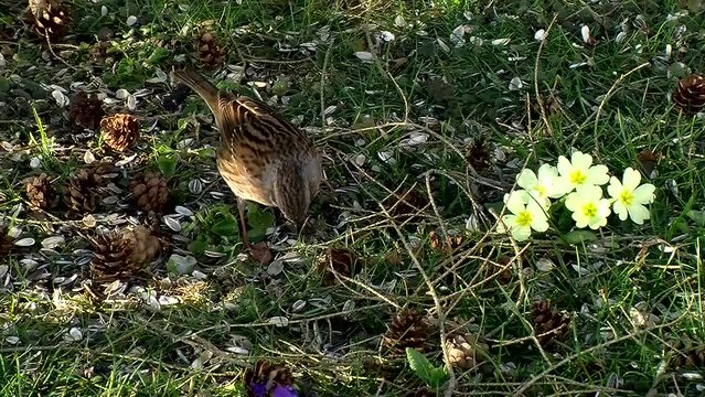 Eine Heckenbraunelle piekt in der Fr&uuml;hlingswiese (gelbe Primeln) nach Futter