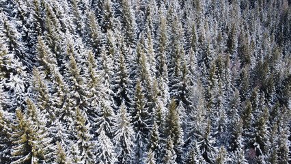 Aerial view of green coniferous forest covered with snow. Winter landscape with evergreen trees, view from above. Natural parkland background.