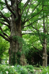 ユリの花、日比谷公園、花、白、ピンク、緑、空、野外、畑、花畑、沢山、カラフル、ゆり、ユリ、ワイルド、日比谷、東京、日本、お花、沢山のユリ、白とピンク、白い花、ピンクの花、6月、梅雨、夏、春、可愛い、可憐、大量、木、緑、森、林、木々、自然、風景、公園、首掛け銀杏、銀杏の木、銀杏、紫陽花、あじさい