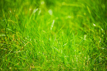young grass in the garden