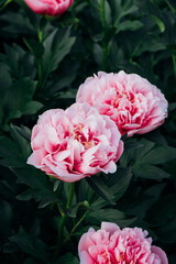 Beautiful fresh pink peony flowers in full bloom in the garden against dark green leaves, close up. Summer natural floral background.