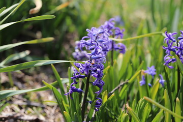 日本の早春の野原に咲く紫色のヒアシンスの花