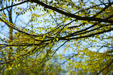 spring trees in the garden