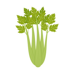 Celery isolated on white background. Vector illustration. Flat style.	