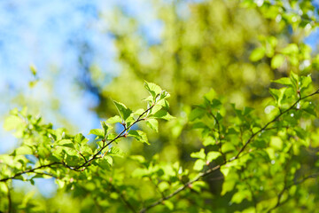 spring trees in the garden