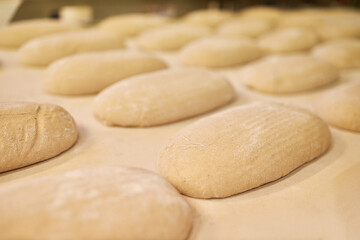Fototapeta na wymiar Lots of bread loaves before baking in the bakery