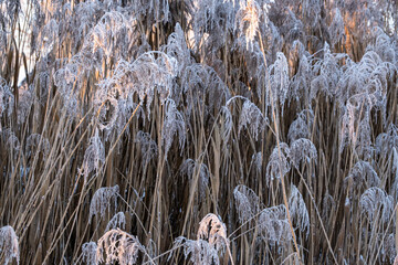 Stems and dry seeds of river reeds covered with frost on a frosty winter day, natural background