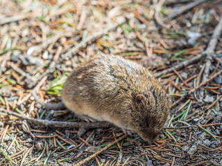A closeup of a Common vole, Microtus arvalis, on the ground with a blurry background