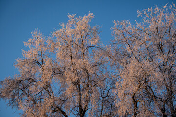 Top trees covered with snow against the blue sky, frozen trees in the forest sky background, tree branches covered hoarfrost with white snow, winter morning in the mountains, snow-covered branches