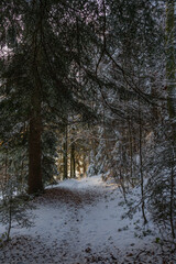 Fußweg durch den herbstlich gefärbten Wald mit erstem Schnee. geheimnisvoller Weg durch das Winterwunderland. Tanne und Fichte, Buche und Birke am Wegrand. Wanderweg im frühen Winter