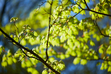 spring trees in the garden