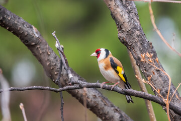 The European goldfinch or simply the goldfinch, Carduelis carduelis, sits on a branch in spring on green background. The European goldfinch in wildlife.