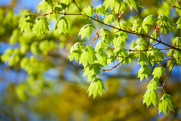 spring trees in the garden