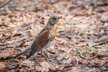 Wood bird Fieldfare, Turdus pilaris, on a sprng lawn.