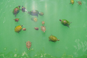 Top view of moss covered turtle shells in a brackish water of a lake in Destin, Florida
