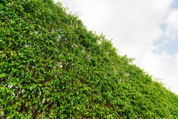 Low angle view of a trimmed hedge under the bright sky background at Miami, Florida