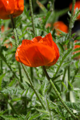blooming orange poppies. orange flowers