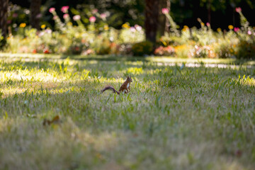 Squirrel