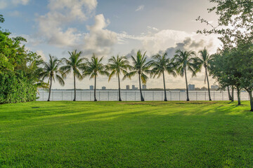 View of a coconut trees in a row against the sea and buildings across from a lawn at Miami bay, FL