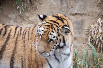 Fototapeta premium アムールトラ