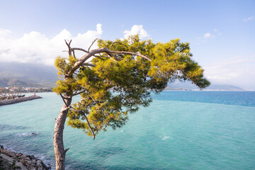 The pine tree on the coast of the Mediterranean Sea - 555379577