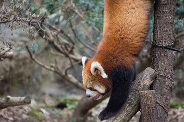 レッサーパンダ