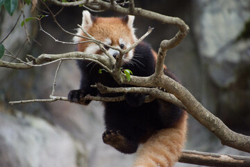 レッサーパンダ