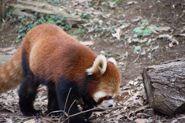 レッサーパンダ