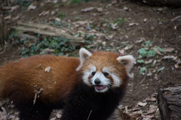 Fototapeta premium レッサーパンダ