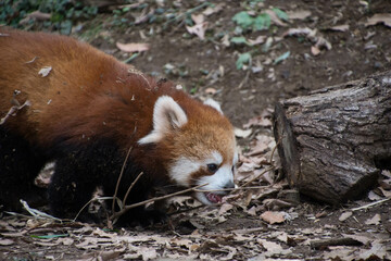 レッサーパンダ