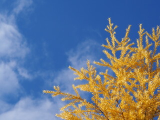 冬空と木で冬イメージ背景