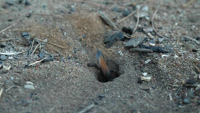 Close-up of Pepsis grossa quickly entering and exiting its sandy burrow. The earth wasp deepens its burrow. Tarantula hawk wasp