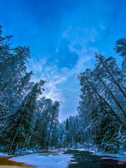 Winter Forest