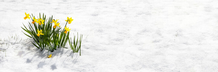 Narzissen, Daffodils, Narcissus pseudonarcissus, im Schnee