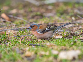 Common chaffinch, Fringilla coelebs, sits on a green lawn in spring. Common chaffinch in wildlife.